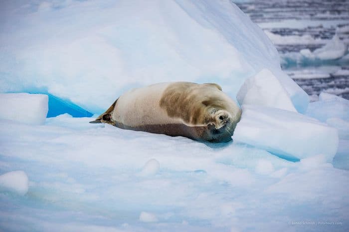 Antarctica Classic