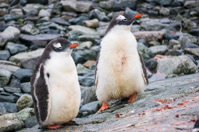 An Antarctica Cruise on board the G Expedition with Polartours
