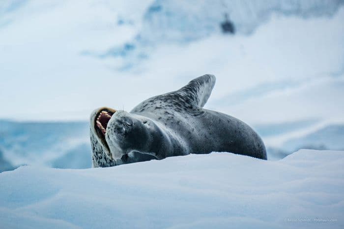 Antarctica Classic