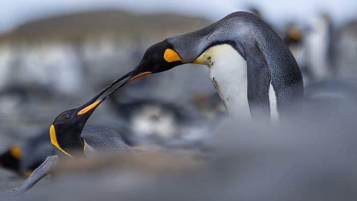 Sea Spirit - South Georgia and Falklands