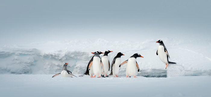 Antarctica21 wildlife
