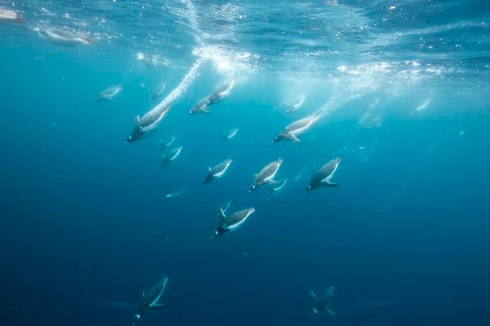 Albatros Expeditions South Shetlands & Antarctica
