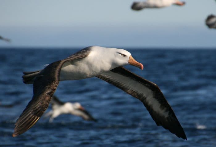 Aurora Expeditions in East Antarctica on the Douglas Mawson