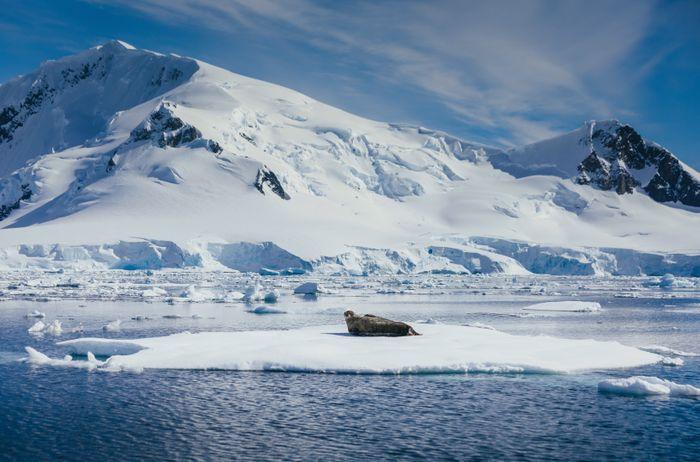 Quark Expeditions - Weddell Seal