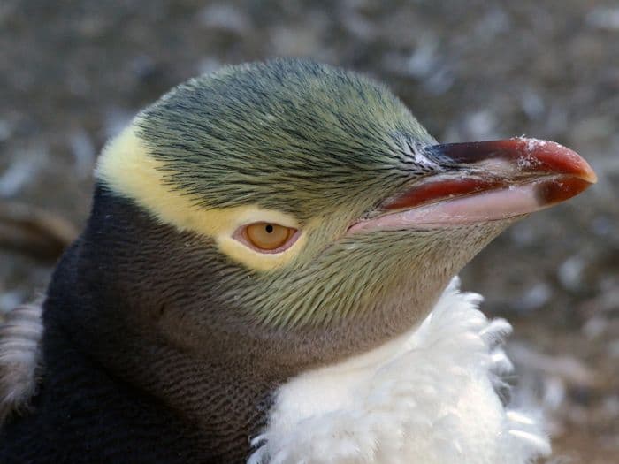 Aurora Expeditions in East Antarctica on the Douglas Mawson