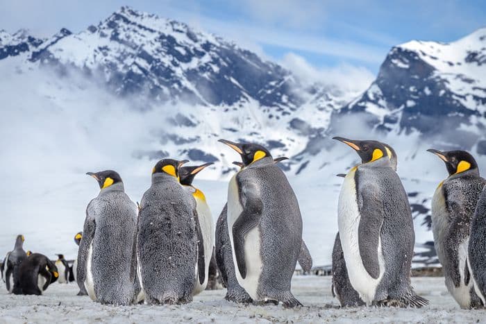 Sea Spirit - South Georgia and Falklands