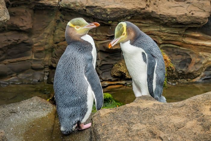Aurora Expeditions in East Antarctica on the Douglas Mawson