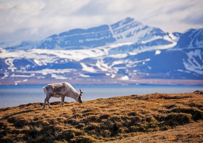 Quark Expeditions - Arctic