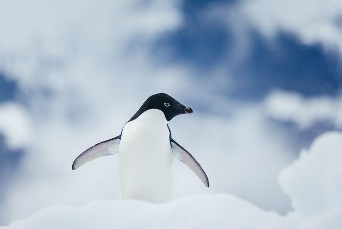 Quark Expeditions - Adelie Penguin