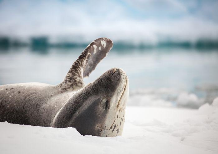 Quark Expeditions - Leopard Seal