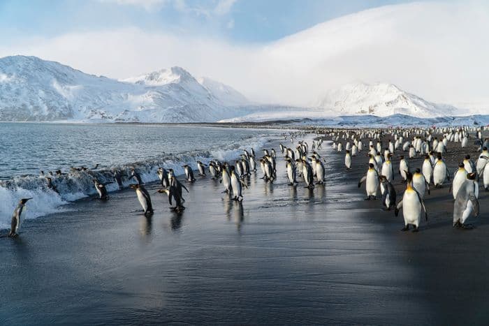 Silversea Antarctica Photos