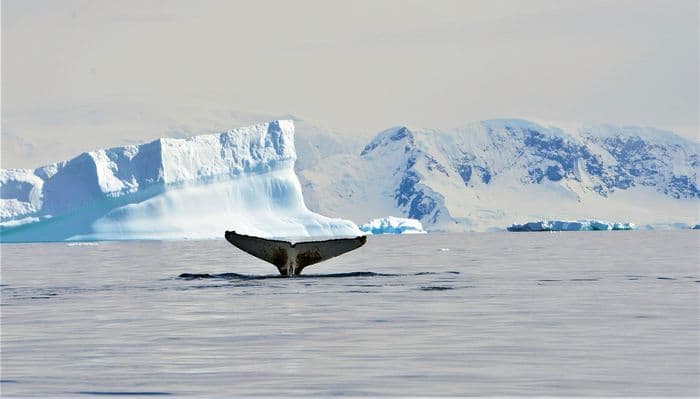 Aurora Expeditions Greg Mortimer Antarctic Explorer