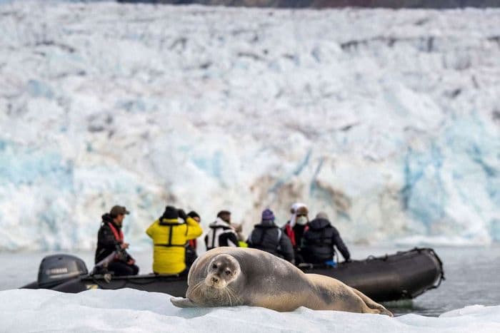 seal people svalbard