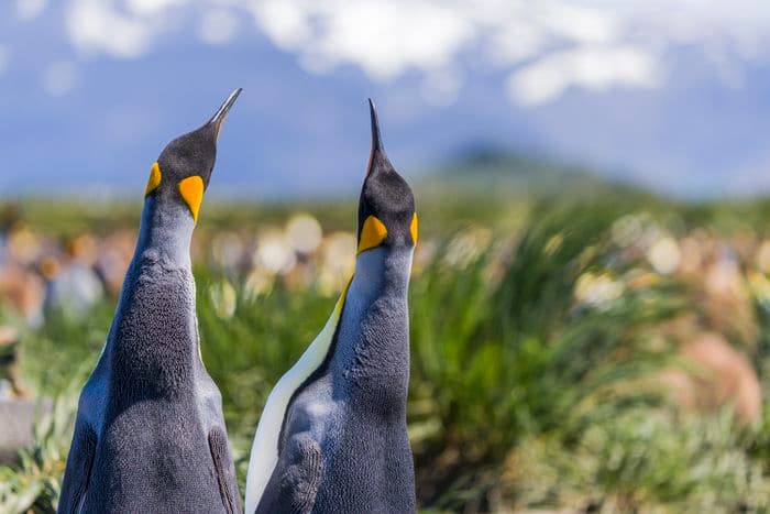 Albatros Expeditions Falkland Islands, South Georgia, Antarctica