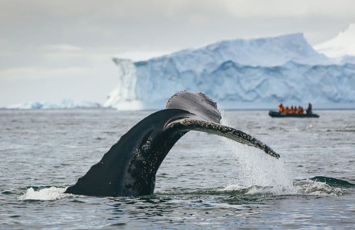 Quark Expeditions - Humpback