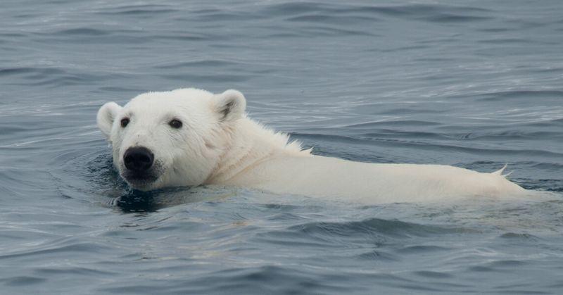 Polar Bear Arctic