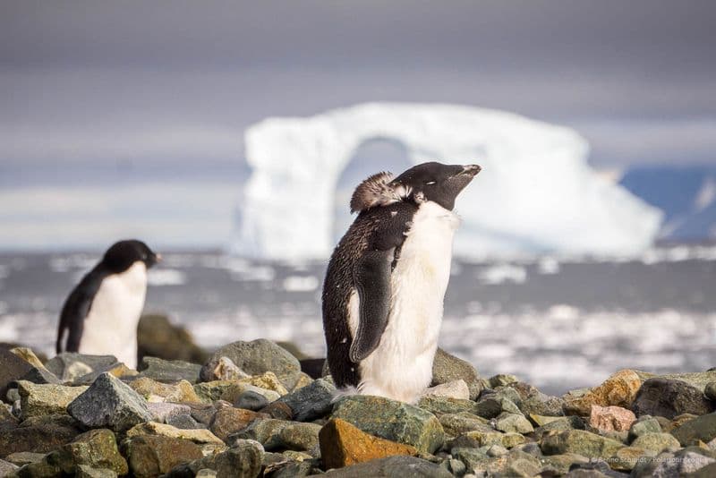 South Shetland Islands