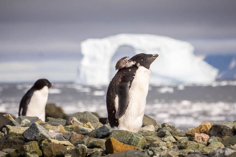 South Shetland Islands 