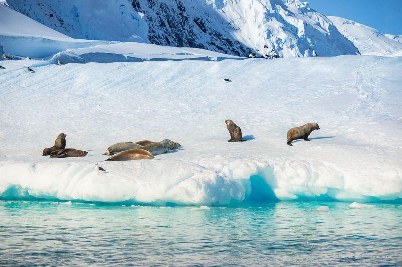 An Antarctica Cruise with Polartours on board the G Expedition