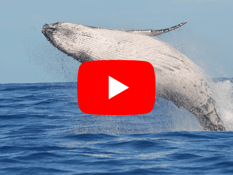 Whale YouTube Symbol