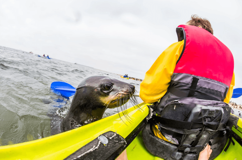 Kayak with Seals in Walvis Bay