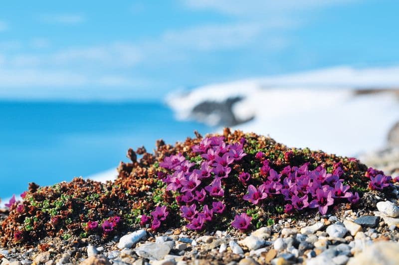 Svalbard Adventure with MS Quest