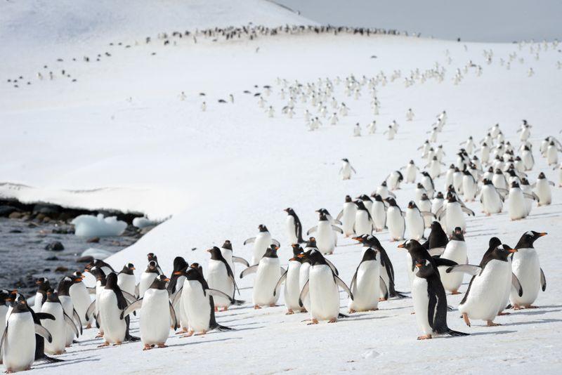 Polar  Latitudes Penguins